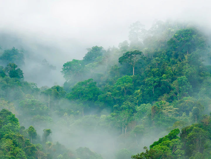 Misty Jungle Landscape Wallpaper