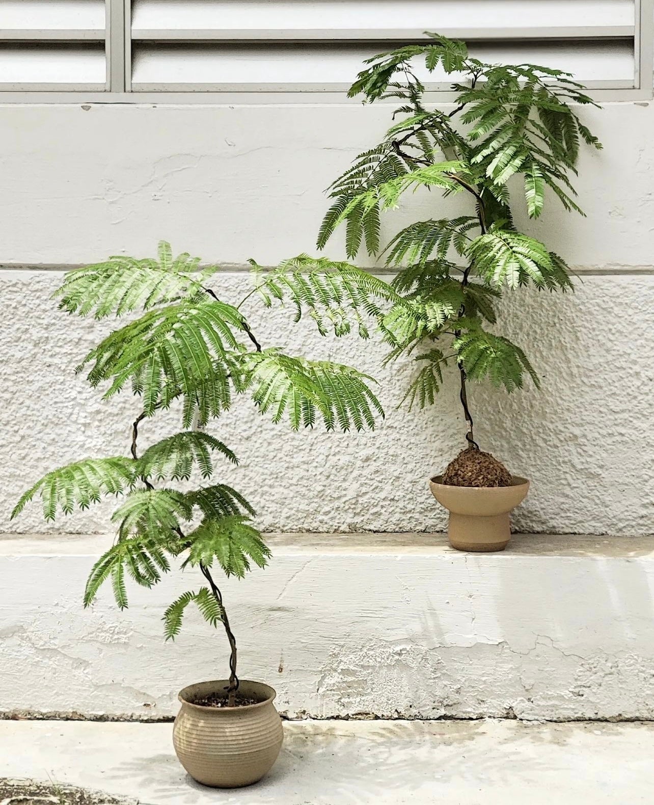 Pithecellobium Confertum, Everfresh Tree